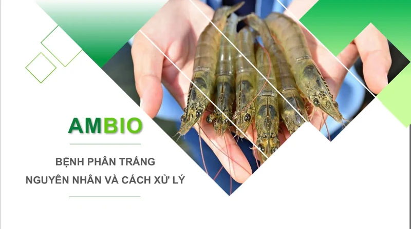 “Bắt bài phân trắng – Giải pháp toàn diện với AmBio PK”